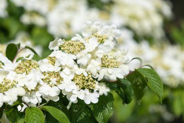 Kızılcık çalı viburumunun (viburnum trilobum) çiçekleri çiçek açarken kapat