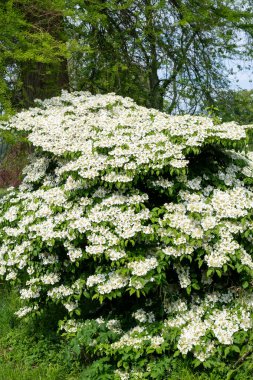 Kızılcık çalı viburumunun (viburnum trilobum) çiçekleri çiçek açarken kapat