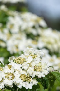 Kızılcık çalı viburumunun (viburnum trilobum) çiçekleri çiçek açarken kapat