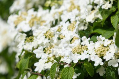 Kızılcık çalı viburumunun (viburnum trilobum) çiçekleri çiçek açarken kapat