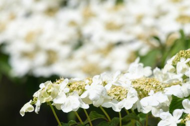 Kızılcık çalı viburumunun (viburnum trilobum) çiçekleri çiçek açarken kapat