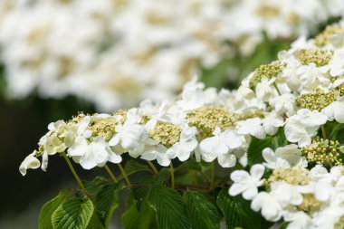 Kızılcık çalı viburumunun (viburnum trilobum) çiçekleri çiçek açarken kapat