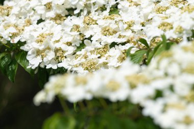 Kızılcık çalı viburumunun (viburnum trilobum) çiçekleri çiçek açarken kapat