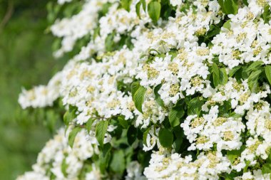 Kızılcık çalı viburumunun (viburnum trilobum) çiçekleri çiçek açarken kapat