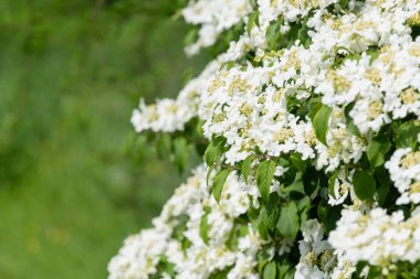 Kızılcık çalı viburumunun (viburnum trilobum) çiçekleri çiçek açarken kapat
