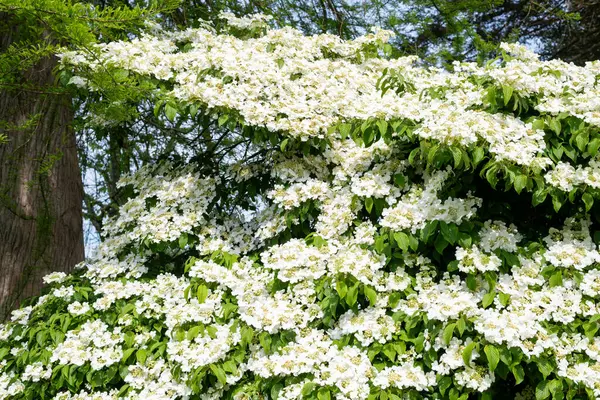 Kızılcık çalı viburumunun (viburnum trilobum) çiçekleri çiçek açarken kapat