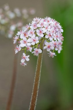 Çiçek açmış bir Hint rhubarb bitkisinin (Darmera peltata) kapanışı
