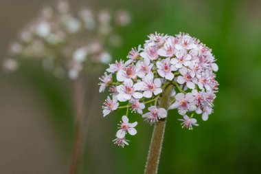 Çiçek açmış bir Hint rhubarb bitkisinin (Darmera peltata) kapanışı
