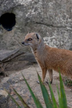 Sarı bir firavun faresinin portresi (Snictis penicllata)