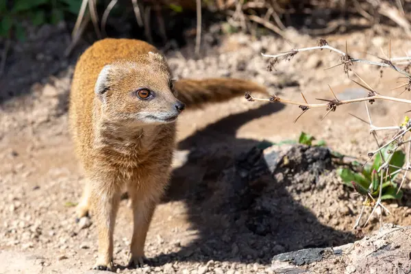 Sarı bir firavun faresinin portresi (Snictis penicllata)