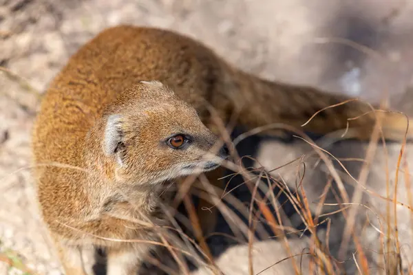 Sarı bir firavun faresinin portresi (Snictis penicllata)