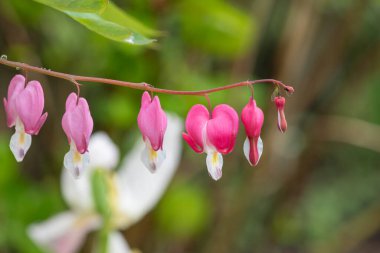 Kanayan bir kalbe (dicentra spectabilis) çiçek açarken yaklaş