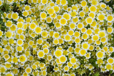 Çiçek açan haşlanmış yumurta bitkisinin (limnanthes gouglasii) kapağı