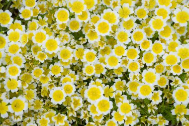 Çiçek açan haşlanmış yumurta bitkisinin (limnanthes gouglasii) kapağı