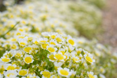 Çiçek açan haşlanmış yumurta bitkisinin (limnanthes gouglasii) kapağı
