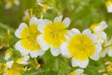 Çiçek açan haşlanmış yumurta bitkisinin (limnanthes gouglasii) kapağı