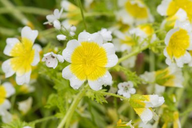 Çiçek açan haşlanmış yumurta bitkisinin (limnanthes gouglasii) kapağı
