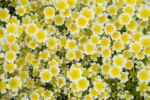 Çiçek açan haşlanmış yumurta bitkisinin (limnanthes gouglasii) kapağı