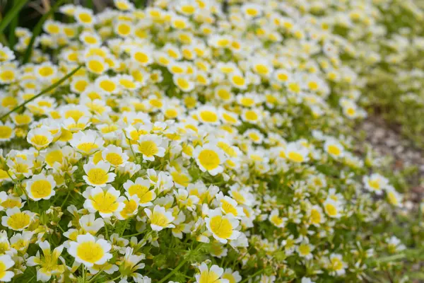 Çiçek açan haşlanmış yumurta bitkisinin (limnanthes gouglasii) kapağı