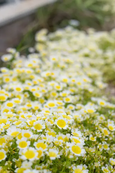 Çiçek açan haşlanmış yumurta bitkisinin (limnanthes gouglasii) kapağı