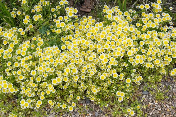 Çiçek açan haşlanmış yumurta bitkisinin (limnanthes gouglasii) kapağı