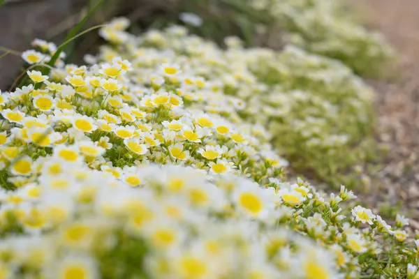 Çiçek açan haşlanmış yumurta bitkisinin (limnanthes gouglasii) kapağı