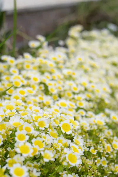 Çiçek açan haşlanmış yumurta bitkisinin (limnanthes gouglasii) kapağı