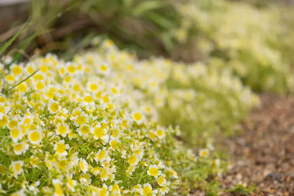 Çiçek açan haşlanmış yumurta bitkisinin (limnanthes gouglasii) kapağı