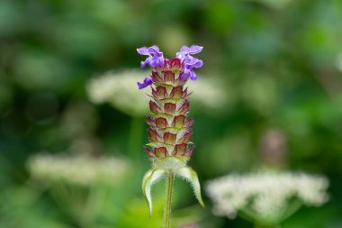 Çiçek açmış bir Woundwort (prunella vulgaris) çiçeğinin makro çekimi