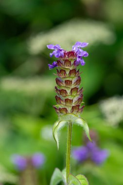 Çiçek açmış bir Woundwort (prunella vulgaris) çiçeğinin makro çekimi