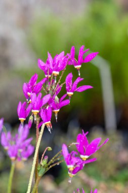 Kayan yıldıza (primula meadia) çiçek açarken yaklaş