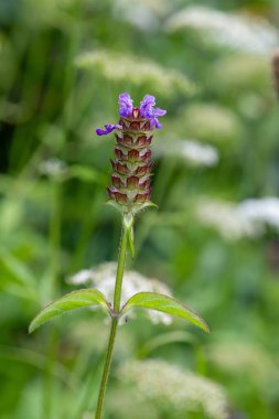Çiçek açmış bir Woundwort (prunella vulgaris) çiçeğinin makro çekimi