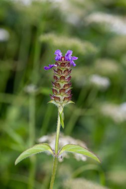 Çiçek açmış bir Woundwort (prunella vulgaris) çiçeğinin makro çekimi