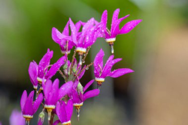 Kayan yıldıza (primula meadia) çiçek açarken yaklaş