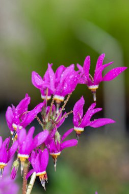 Kayan yıldıza (primula meadia) çiçek açarken yaklaş