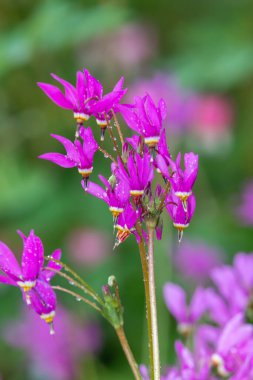 Kayan yıldıza (primula meadia) çiçek açarken yaklaş