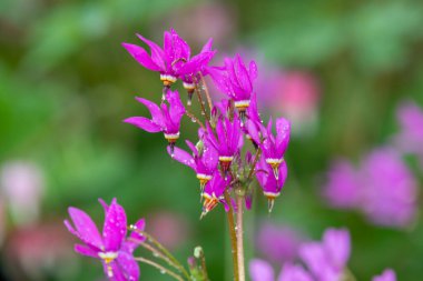 Kayan yıldıza (primula meadia) çiçek açarken yaklaş