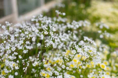 Çiçek açmış Napoli sarımsağına (allium neapolitanum) yakın plan