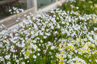 Çiçek açmış Napoli sarımsağına (allium neapolitanum) yakın plan