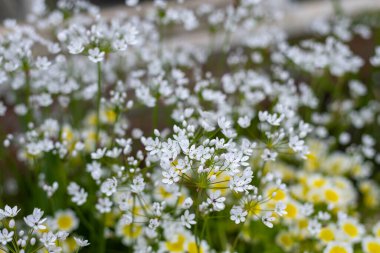 Çiçek açmış Napoli sarımsağına (allium neapolitanum) yakın plan