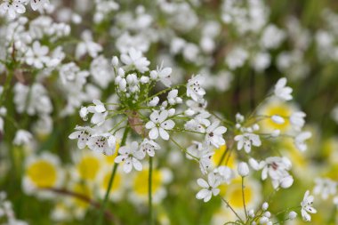 Su damlacıklarıyla kaplı Napoli sarımsağına (allium neapolitanum) yakın plan