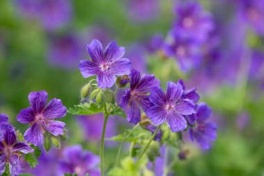 Mor sardunyaları (sardunya x magnificum) çiçek açarak kapat