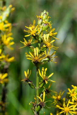Fischers ragwort (ligularia Fischeri) çiçeklerinin açılışını kapat