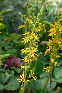 Fischers ragwort (ligularia Fischeri) çiçeklerinin açılışını kapat