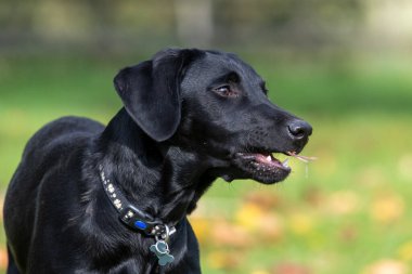 Bahçede duran şirin siyah bir Labrador köpeğinin portresi.
