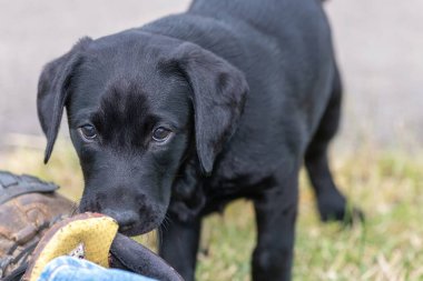 Bir çift ayakkabıyı koklayan 8 haftalık siyah Labrador köpeğinin şirin portresi.