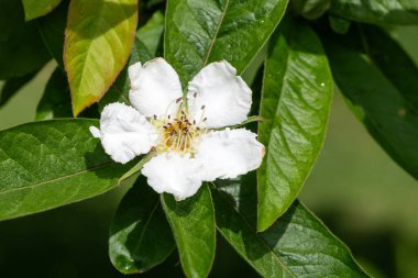 Yaygın bir medlar (mespilus germanica) ağacının üzerinde bir çiçeğe yaklaş