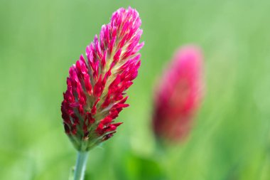 Kırmızı yonca (trifolium incarnatum) çiçeğinin makro görüntüsü