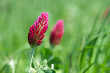 Kırmızı yonca (trifolium incarnatum) çiçeğinin makro görüntüsü