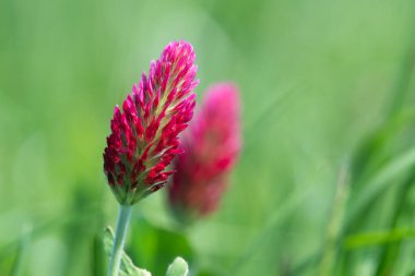 Kırmızı yonca (trifolium incarnatum) çiçeğinin makro görüntüsü